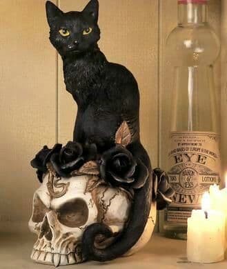 European luxurious skull cat